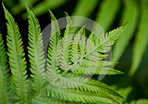 Lime Green Fern Fronds