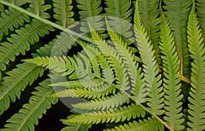 Lime Green Fern Fronds