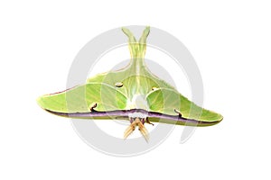 Lime green giant silk moth acts luna on white