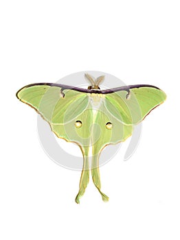 Lime green giant silk moth acts luna on white