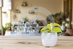 The lime green leaves of a heart-leaf philodendron plant in a white ceramic flowerpot