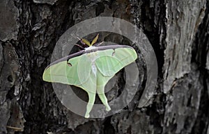 Lime Green Luna Moth on a Tree Trunk