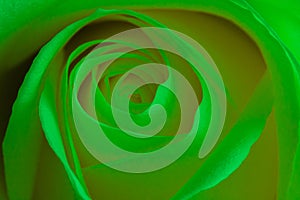 Lime green rose - stock photo