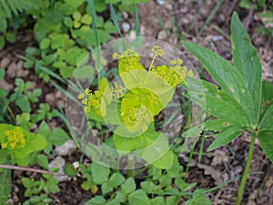 Lime greena and yellow bracts of Smyrnium perfoliatum