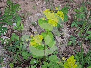 Lime greena and yellow bracts of Smyrnium perfoliatum