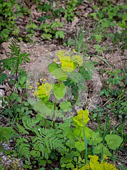 Lime greena and yellow bracts of Smyrnium perfoliatum