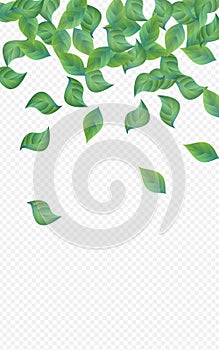 Lime Greenery Herbal Vector Transparent