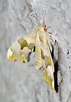 Lime hawk (Mimas Tiliae)