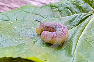 A lime hawk-moth, caterpillar
