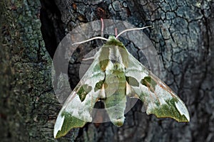 Lime Hawk-moth - Mimas tiliae