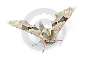 Lime Hawk-moth, Mimas tiliae, against white background