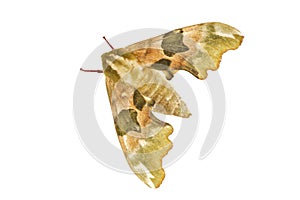 Lime hawk-moth & x28;Mimas tiliae& x29; on a white background