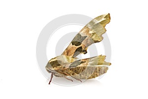 Lime hawk-moth & x28;Mimas tiliae& x29; on a white background