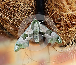 Lime Hawk Moth resting
