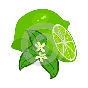 Lime icon fruit green vector illustration design isolated