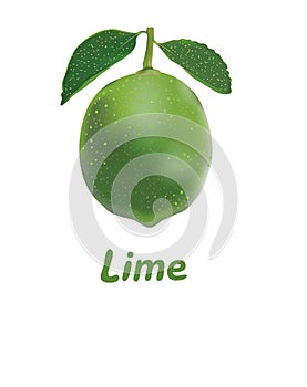 Lime isolated on white.Sticker with space for text.