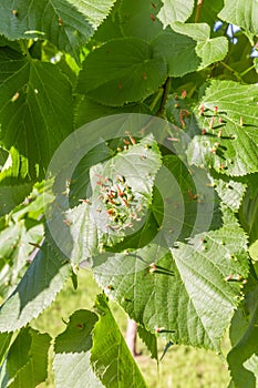 Lime leaves affected Linden gall