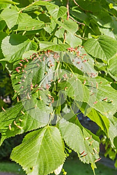 Lime leaves affected Linden gall photo