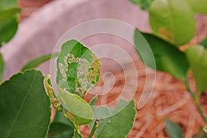 Lime leaves damage from citrus leaf miner