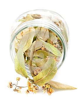 Lime leaves and flowers