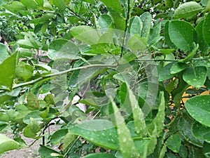 characteristics of lime leaves photo