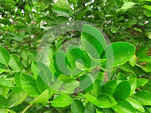 characteristics of lime leaves photo