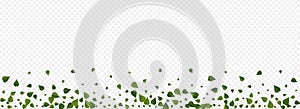 Lime Leaves Herbal Vector Panoramic Transparent