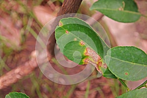 Lime, lemon canker disease causes by bacteria