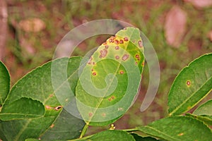 Lime, lemon canker disease causes by bacteria photo