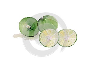 Lime ,lemon watercolor illustration vector background1