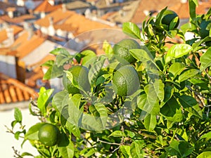 Lime or lemons closeup with picturesque mediterranian town photo