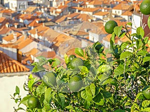 Lime or lemons closeup with picturesque mediterranian town photo