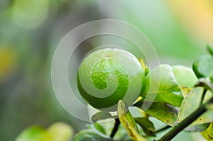lime, lime plant or lemon tree