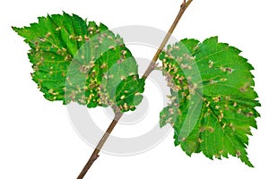 Lime nail gall - Eriophyes tiliae