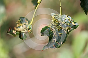 Lime nail galls Eriophyes tiliae on leaf of small-leaved lime Tilia cordata