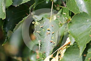 Lime nail galls Eriophyes tiliae on leaf of small-leaved lime Tilia cordata