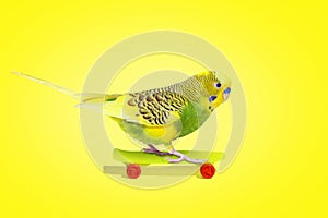 Lime olive wavy parrot with plastic toy skateboard on yellow background