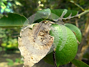 Lime and Papilio Demoleus Caterpillar