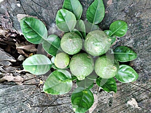 Lime plant