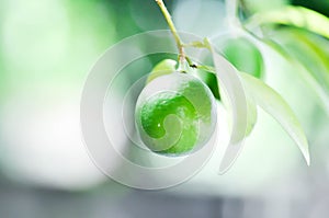 Lime, lime plant or lemon tree