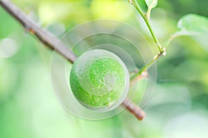 Lime, lime plant or lemon tree