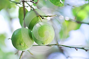 Lime, lime plant or lemon tree