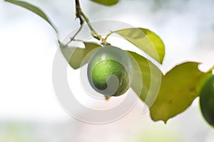Lime, lime plant or lemon tree