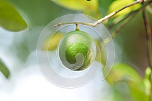 Lime, lime plant or lemon tree