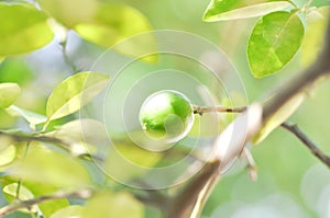 Lime, lime plant or lemon tree
