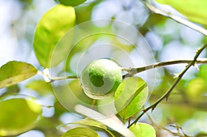 Lime, lime plant or lemon tree