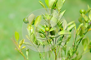 lime, lime plant or lemon tree or Citrus aurantiifolia