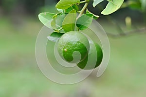lime, lime plant or lemon tree