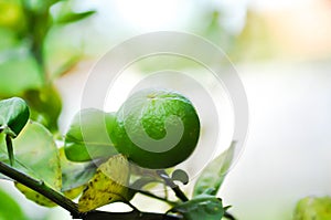 lime, lime plant or lemon tree