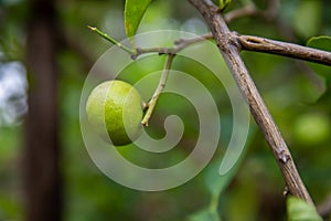 Lime. Ripe lime hanging on tree. Growing lime in farm